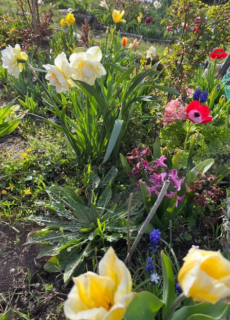 4732DE62-4AB4-410C-BEAA-E4CC1E9EE56E - Narcise 2019 2022 25