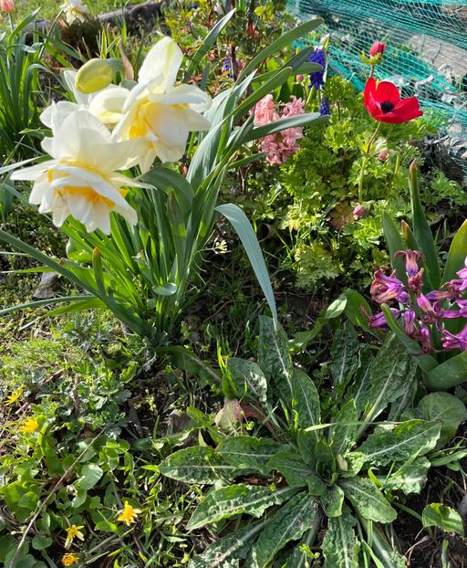 010B6633-5F1D-4067-A322-25B56E242BD9 - Narcise 2019 2022 25