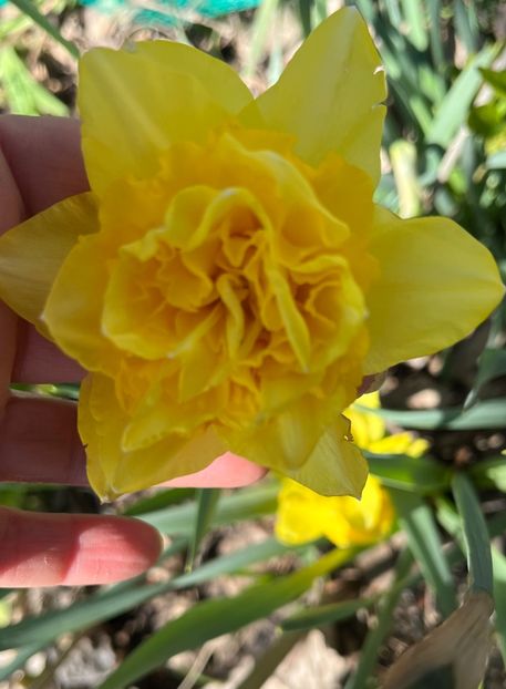 ACDD1AFE-3200-4446-A312-E23C08C399B2 - Narcise 2019 2022 25