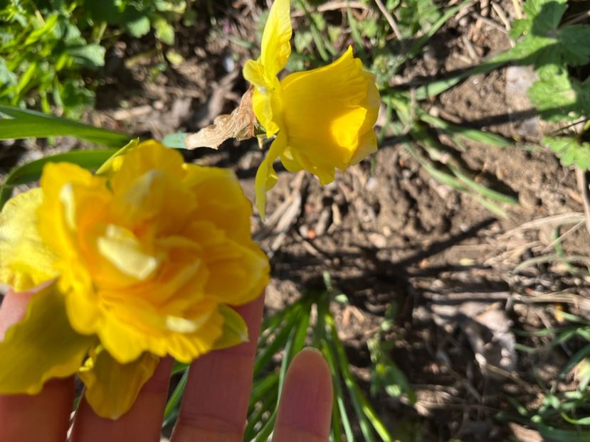 4B16E0B3-C41F-4294-BB84-58B9B6B03001 - Narcise 2019 2022 25