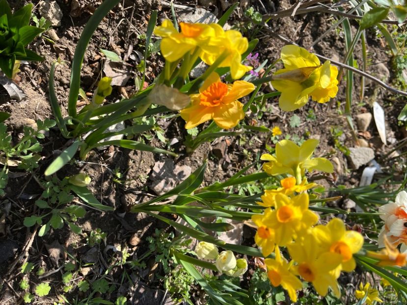 E74A2C0A-B295-424D-9E56-24A57004C98E - Narcise 2019 2022 25