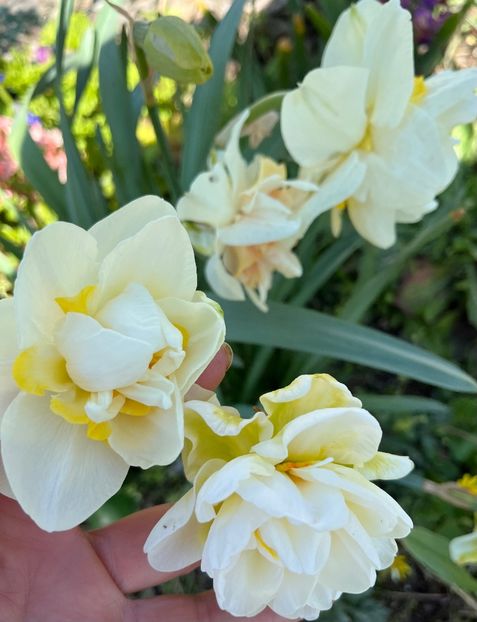 F9D14D0B-BFFE-499E-AEF9-A05C24157D0F - Narcise 2019 2022 25