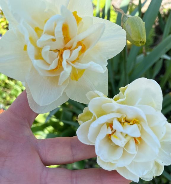 DAE04823-6CFE-4CB5-BA89-5EA94188C168 - Narcise 2019 2022 25