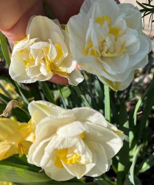 C7001520-D762-41C3-A376-5FDBEB1FBDA9 - Narcise 2019 2022 25