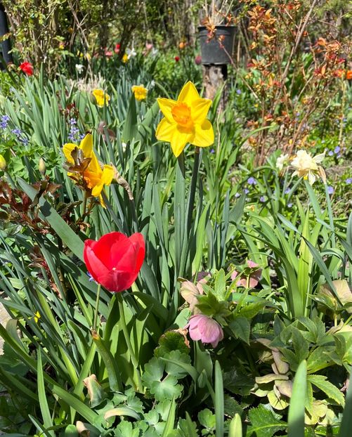 CE4DF9FD-3778-4032-A645-7A2E7CA1BC6F - Narcise 2019 2022 25