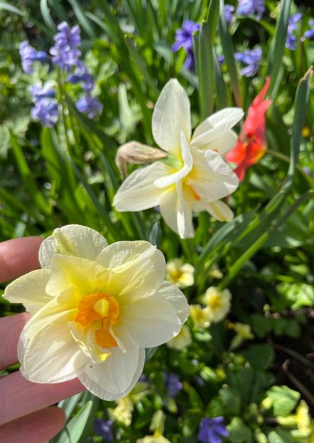 75CD75D6-A27D-45CC-880A-2A92F71D72AA - Narcise 2019 2022 25