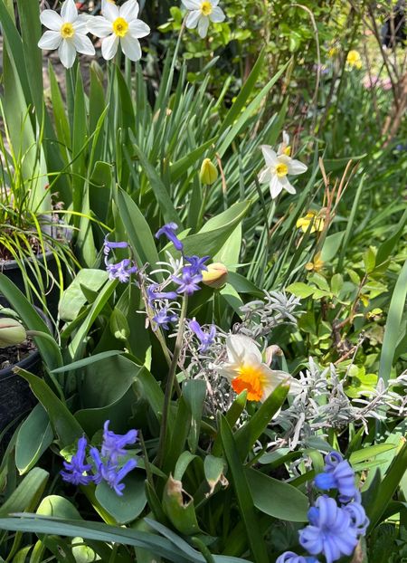 6A66A9F7-B7A2-4901-8BA4-C966459C9738 - Narcise 2019 2022 25