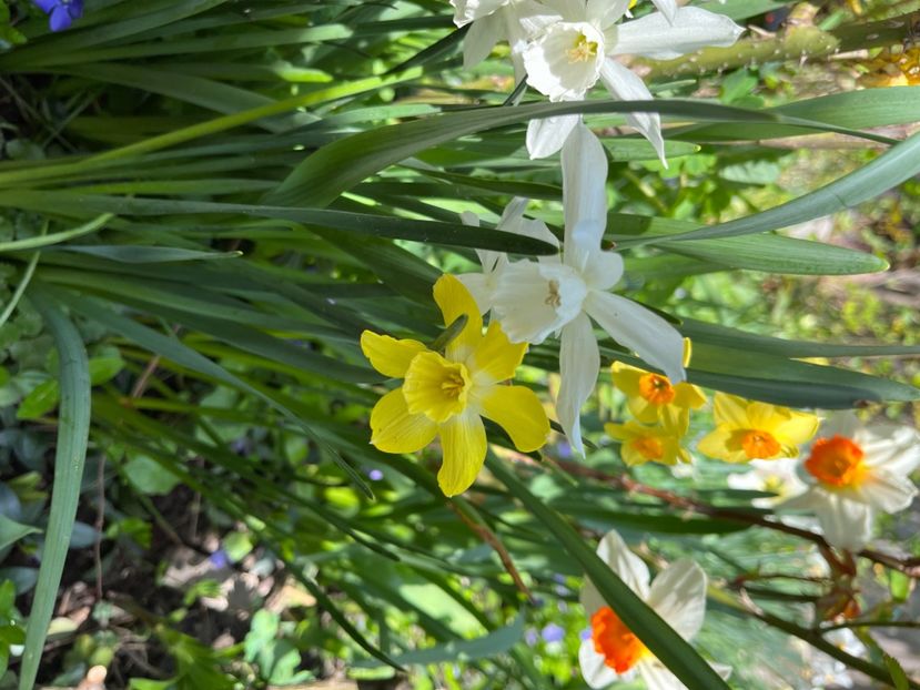 65A0F473-557D-4DE7-A8D1-2D41F658D828 - Narcise 2019 2022 25