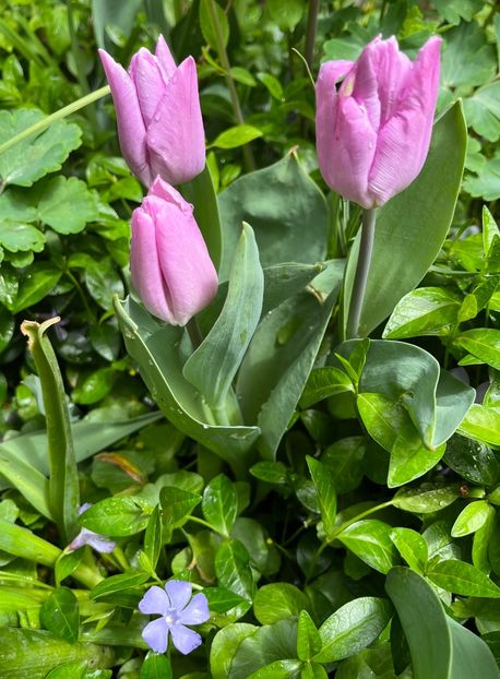 097038BC-3E76-4A42-B649-86A0B8202D0B - Lalele 2022