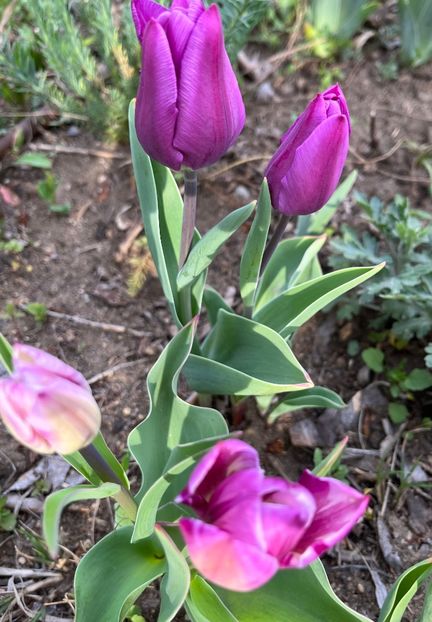 C2C65BA7-3AEB-4005-9B5E-4D3B20298744 - Lalele 2022