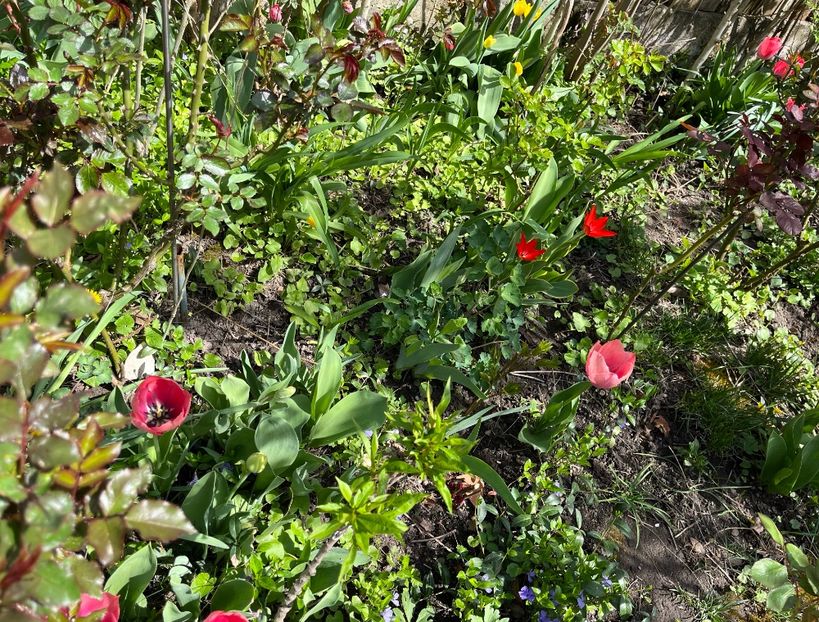 09D83F8C-0147-4C9B-9635-3C162BC3369B - Lalele 2022