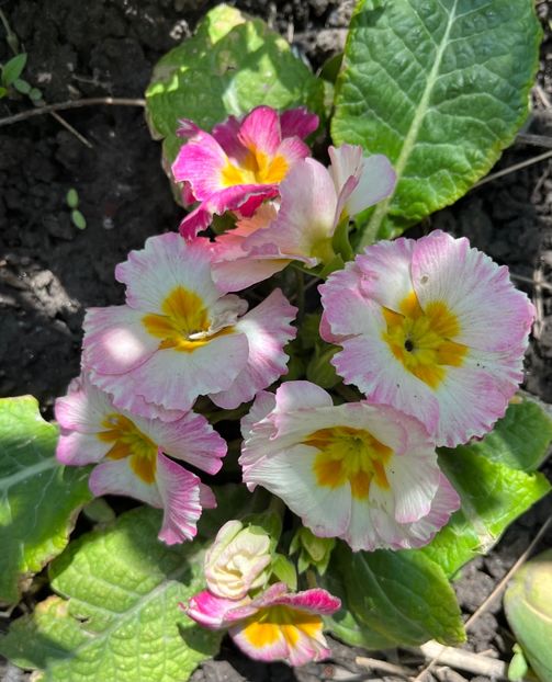 2FB8C5EF-1AFA-4C3C-BDF2-220CBD6F894F - Primule 21 22 23 24