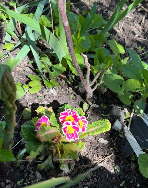 F28F432E-BA6B-4FE0-8D50-DF3C7BFAE3AB - Primule 21 22 23 24