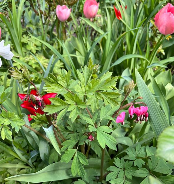 B9F67ACC-D085-4355-BC97-D372FA057B4A - Primule 21 22 23 24