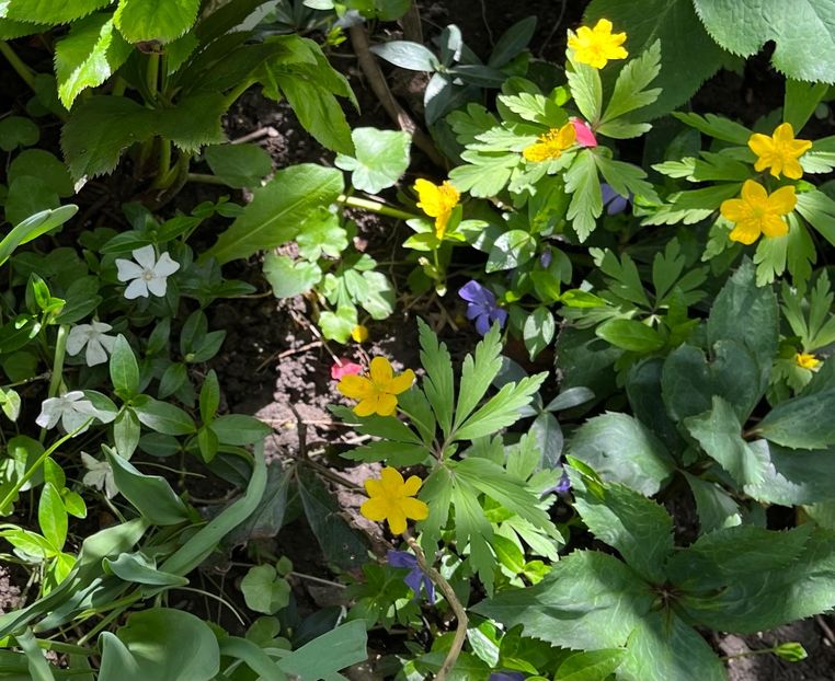 C756E048-EB34-40B7-B259-CBAA7BDF4675 - Primule 21 22 23 24