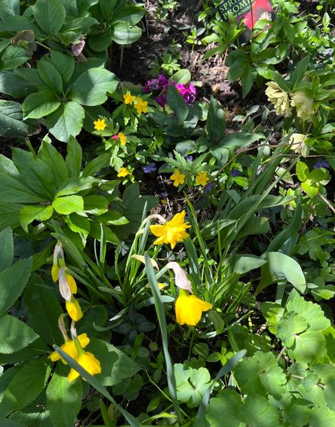 E3817AED-8E6A-49C7-BB4D-04242FC5111D - Primule 21 22 23 24