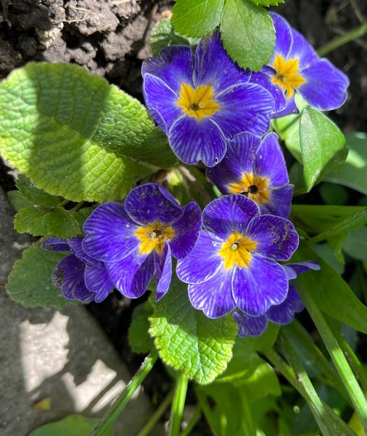 5278C6DC-962B-4E03-802B-E8D9DFDB2844 - Primule 21 22 23 24