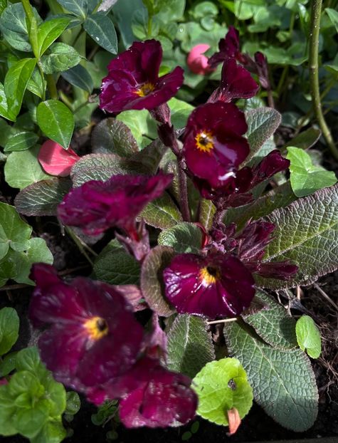 4EC25E01-56BE-488E-BD0D-DBB03BB422EC - Primule 21 22 23 24