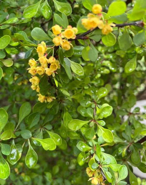 Dracila berberis - Arbuști 2021-2023