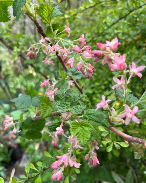 Coacăz salbatic - Arbuști 2021-2023