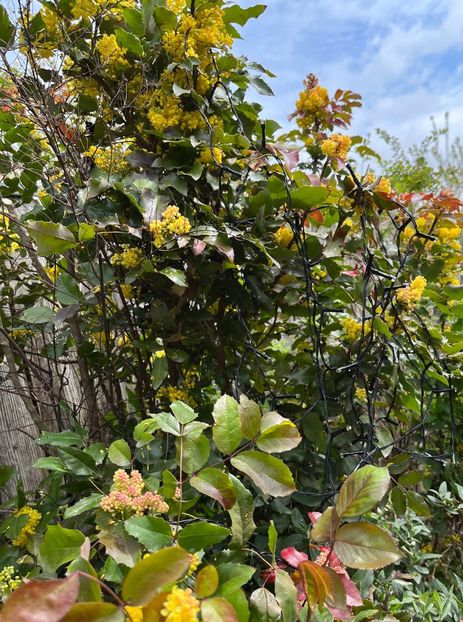 DF4031C1-DB42-419E-AA2D-7EE42AC5CEF8 - Arbuști 2021-2023