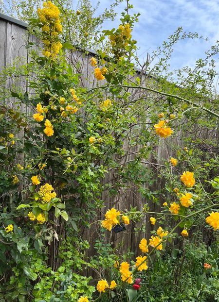 Mahonia și - Arbuști 2021-2023