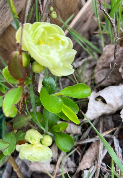 06C564A7-254C-497D-A824-90458E66CB12 - Arbuști 2021-2023