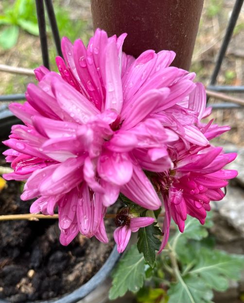 8FA02CDD-77EE-404A-A0DB-64215A7A8B4A - Crizanteme 2021