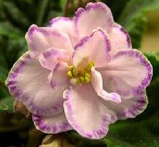 Poză net - Looking Glass 2 zzz