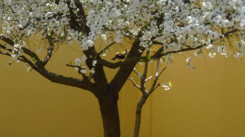 Mierla in visin - Primavara 2021-2022-2023