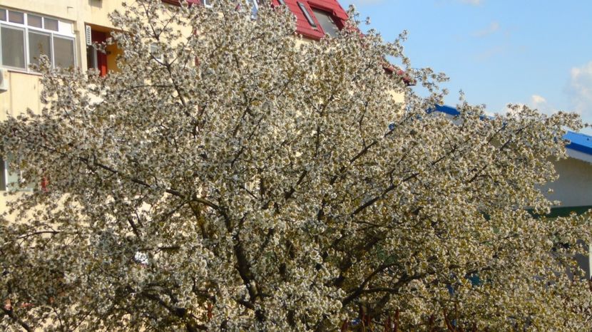 Ciresul urias - Primavara 2021-2022-2023