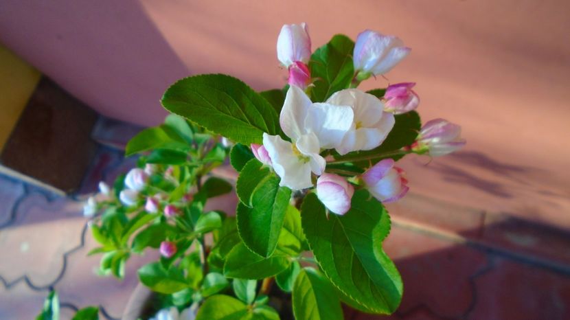  - Primavara 2021-2022-2023