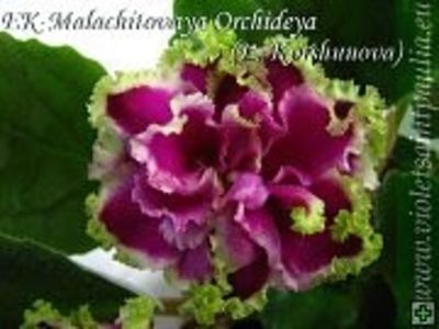 Poză net - Ek Malachitovaia Orchideia