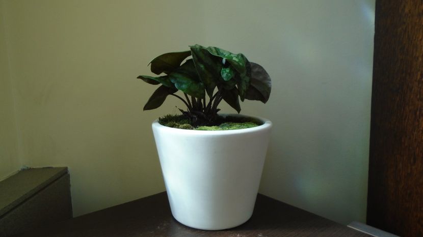  - Primavara 2021-2022-2023