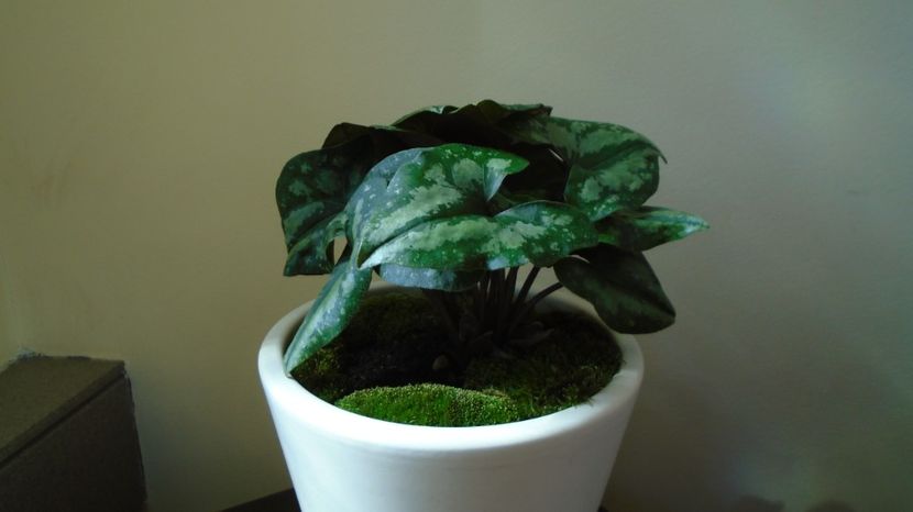  - Primavara 2021-2022-2023