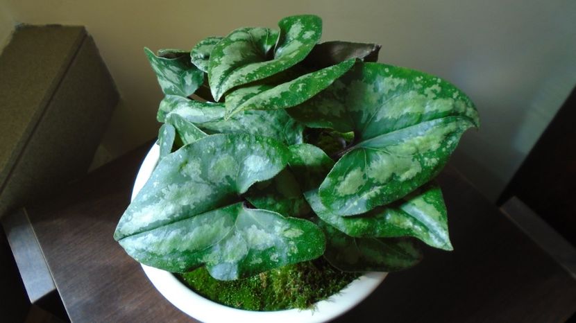  - Primavara 2021-2022-2023