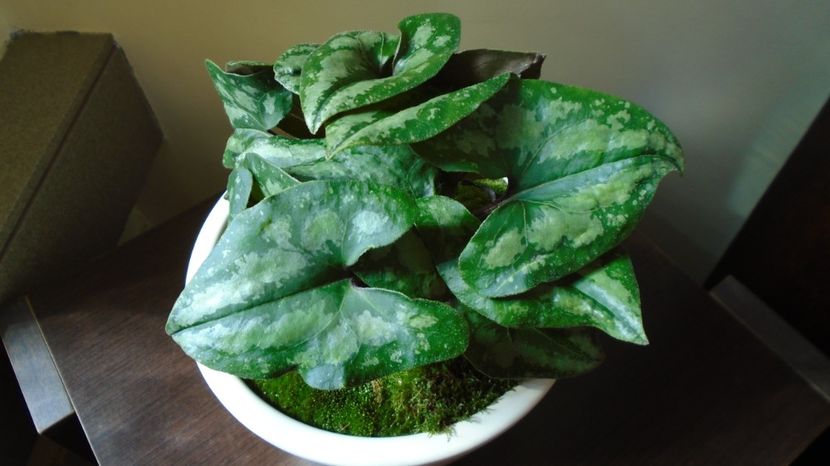  - Primavara 2021-2022-2023