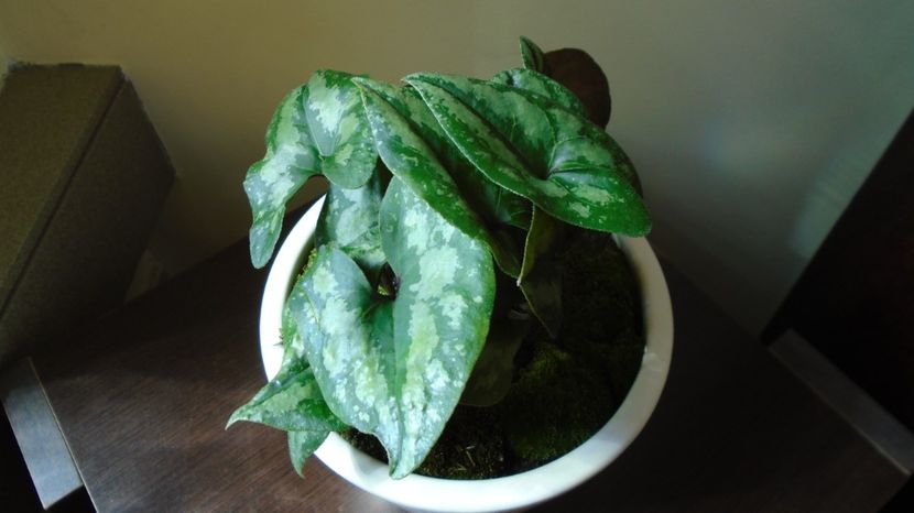  - Primavara 2021-2022-2023