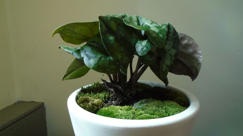  - Primavara 2021-2022-2023