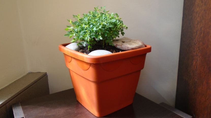  - Primavara 2021-2022-2023