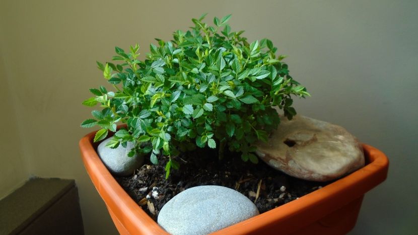  - Primavara 2021-2022-2023