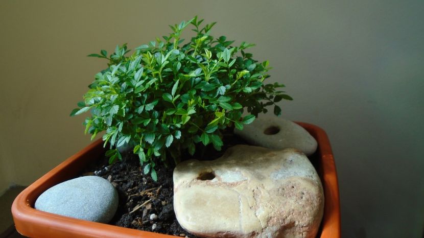  - Primavara 2021-2022-2023