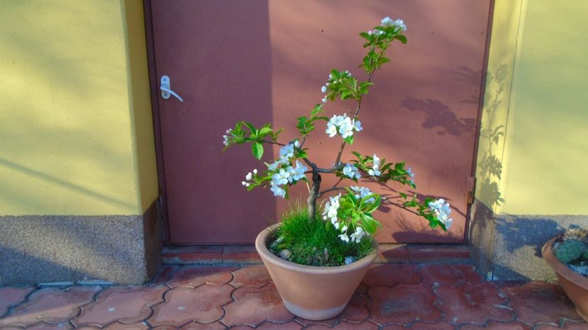 12 apr. 2022 - Mar decorativ (Malus X robusta ”Red Sentinel”) - Bonsai si prebonsai 2020-2023