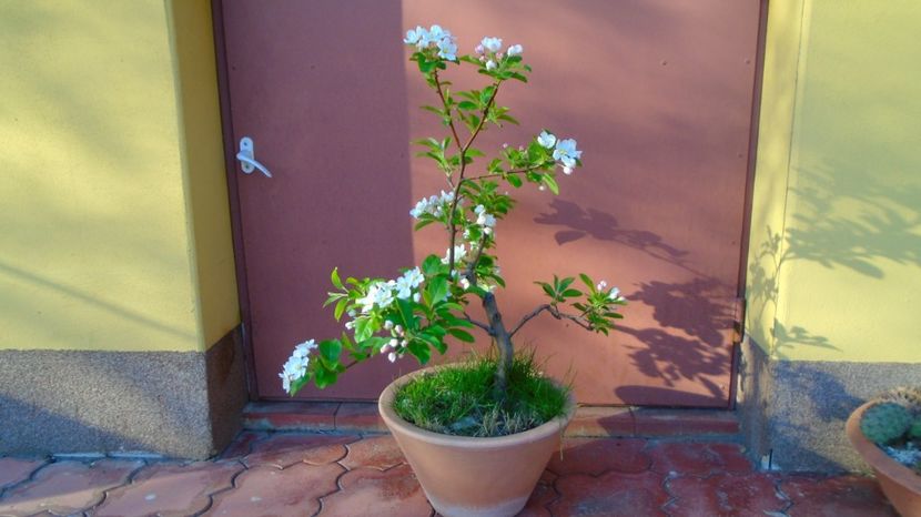  - Bonsai si prebonsai 2020-2023
