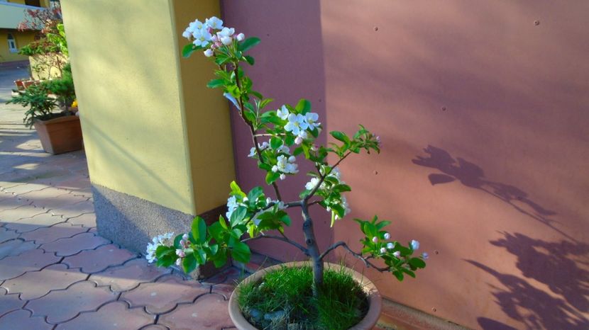  - Bonsai si prebonsai 2020-2023