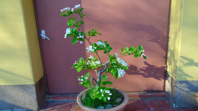  - Bonsai si prebonsai 2020-2023