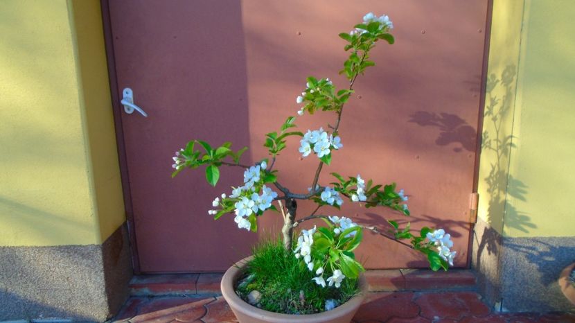  - Bonsai si prebonsai 2020-2023