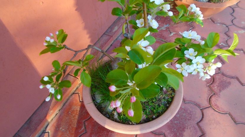  - Bonsai si prebonsai 2020-2023