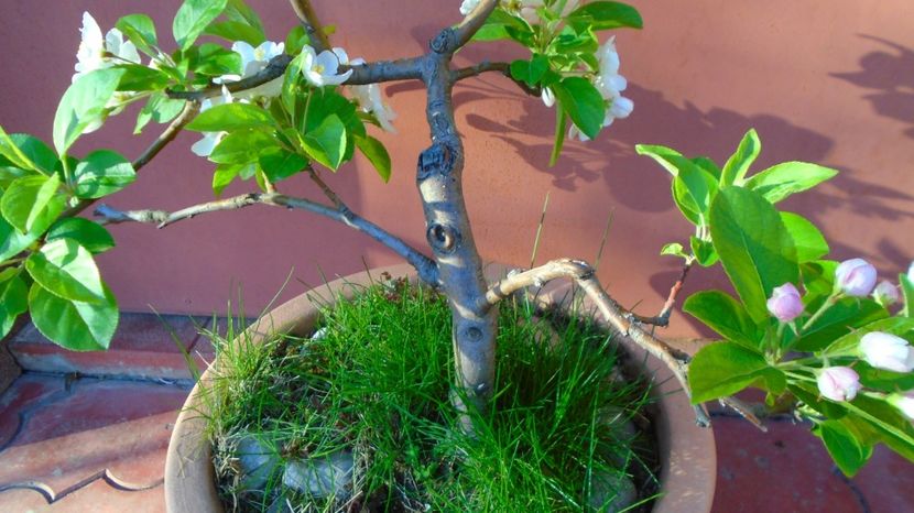  - Bonsai si prebonsai 2020-2023