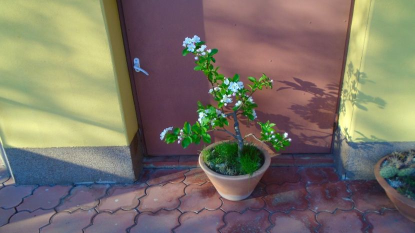  - Bonsai si prebonsai 2020-2023